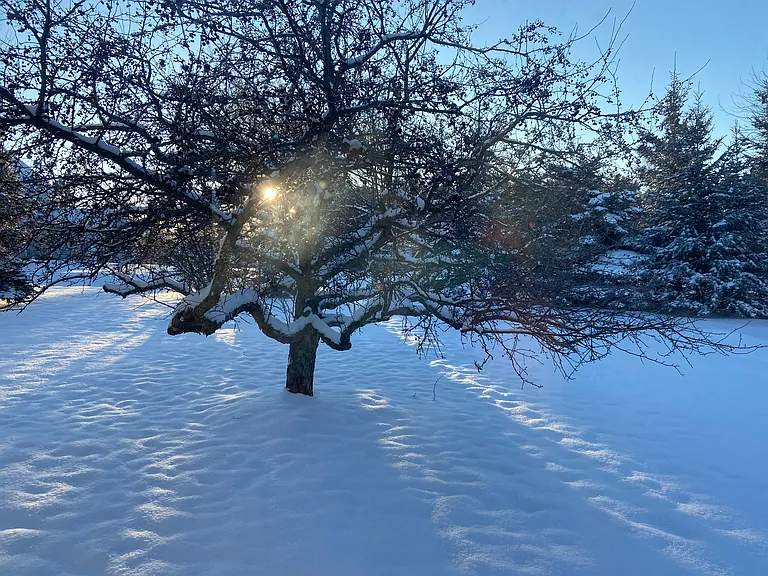 Back yard