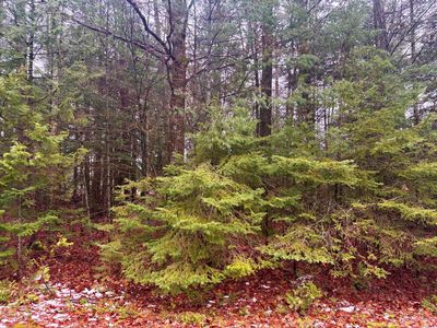 62-63 Belfair Dr, Presque Isle, MI, 49777