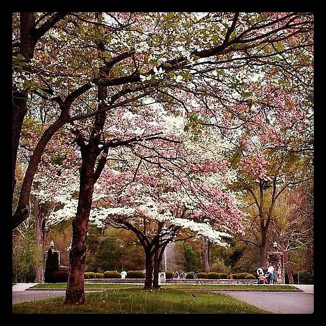 View from Island in front of house in spring