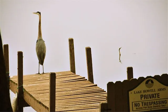 Great blue Heron