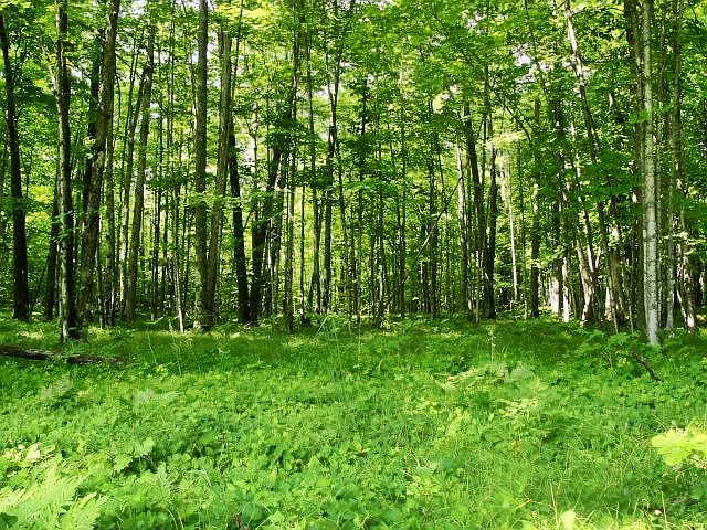 Crivitz - Dawn Wartick