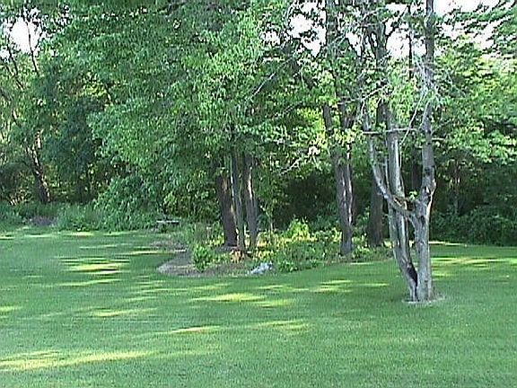 Yard - backs to woods