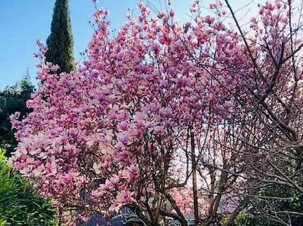 (undisclosed Address), Berkeley, CA 94707
