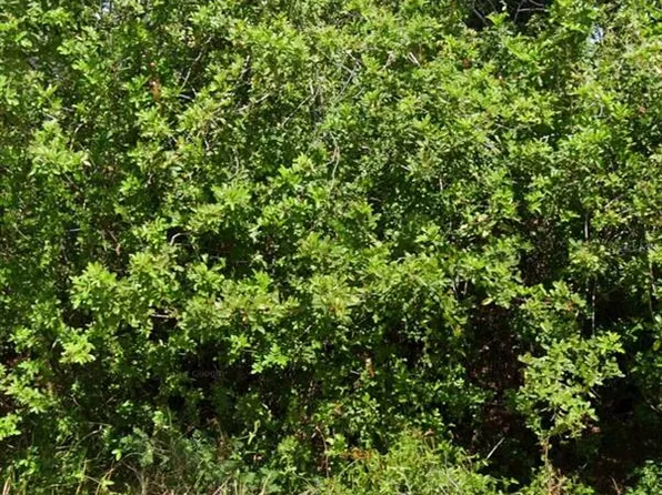 103 Dakota St NW Lot 1, Lake Placid, FL 33852