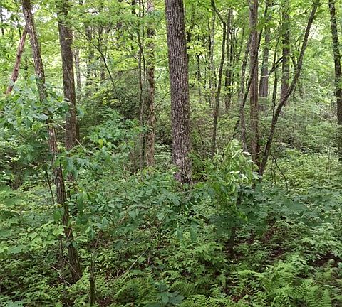 5th image of Dog Mountain Road Kriswood Subdivision