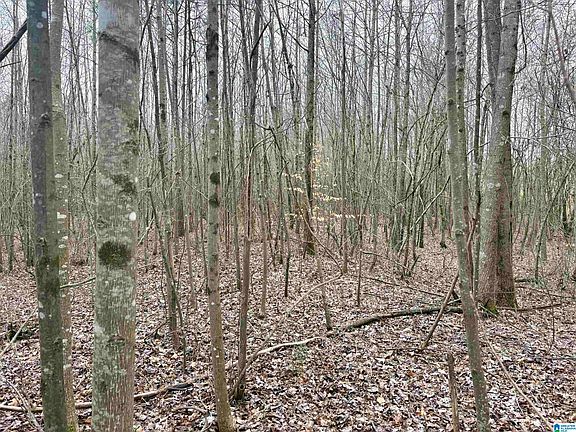 5th image of 0 County Road 670 #1