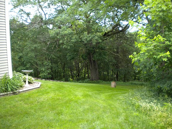 More trees than grass