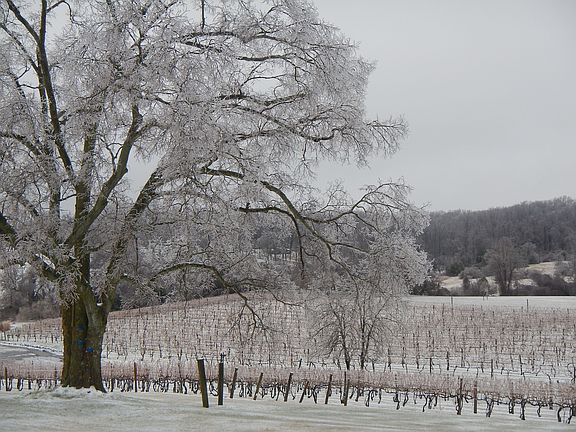 Winter view