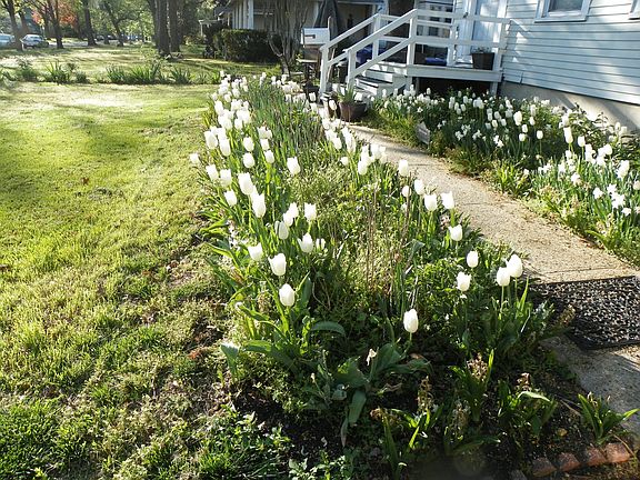 Tulips in the spring time in the front gardens