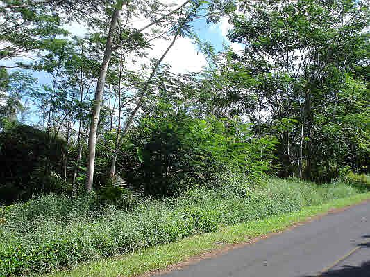1st image of Anthurium Dr Lot 15