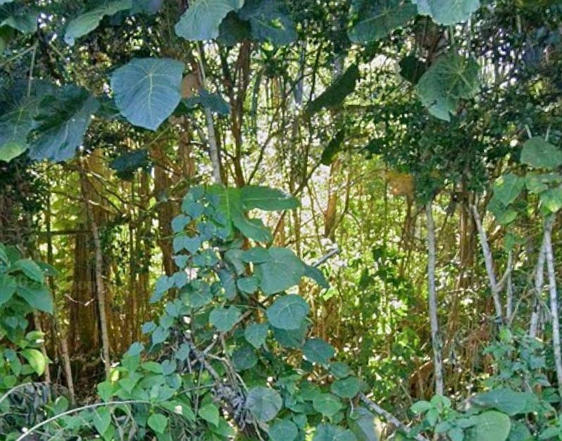 1st image of Opihi St Lot 12