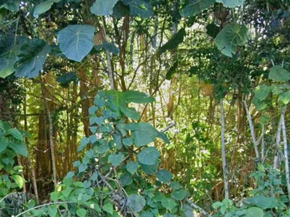 Opihi St Lot 12, Pahoa, HI 96778