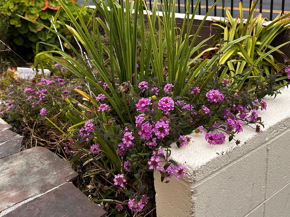 Front Yard