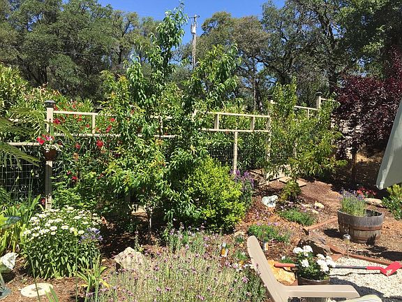 spring garden fruit trees