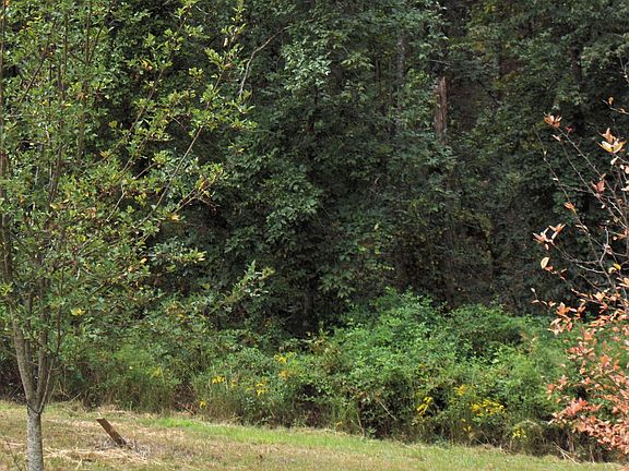 The woods from the back yard