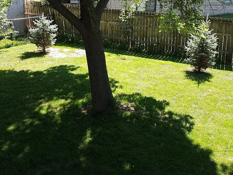 back yard