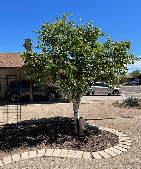 1418 E El Parque Dr — Photo 17