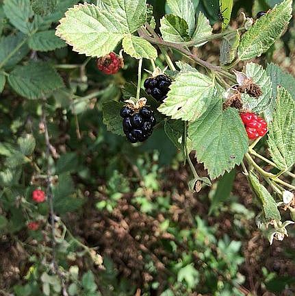 Blackberries