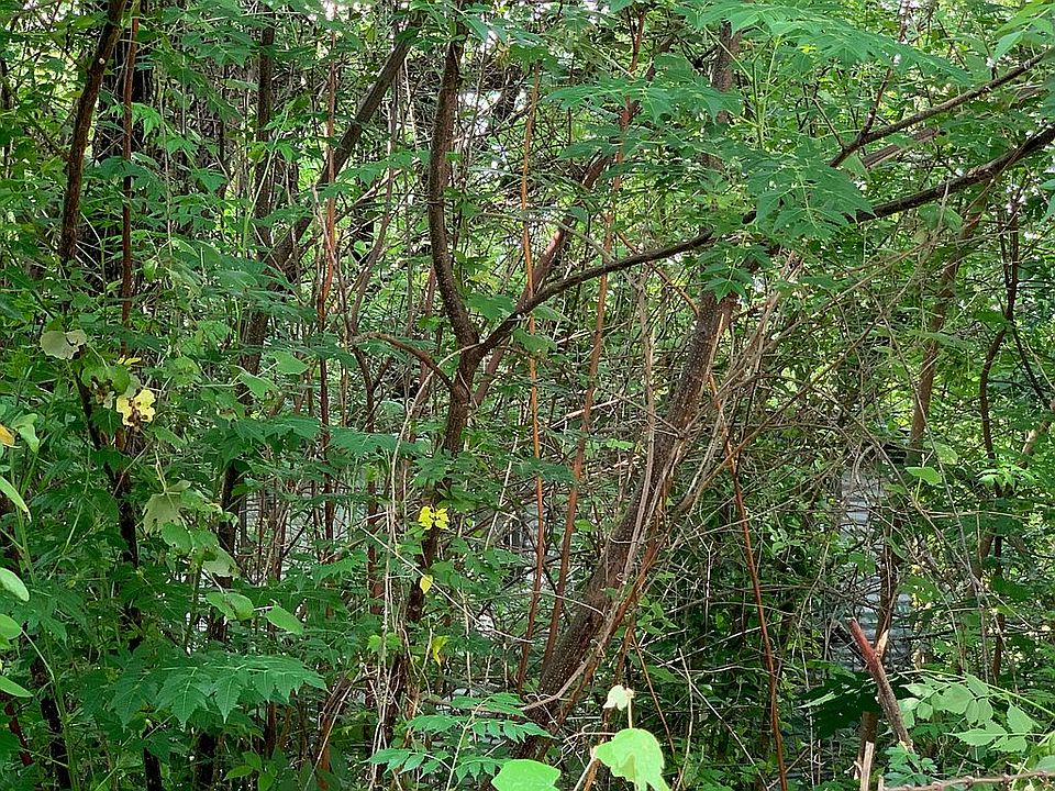 2nd image of 523 Uhland Rd