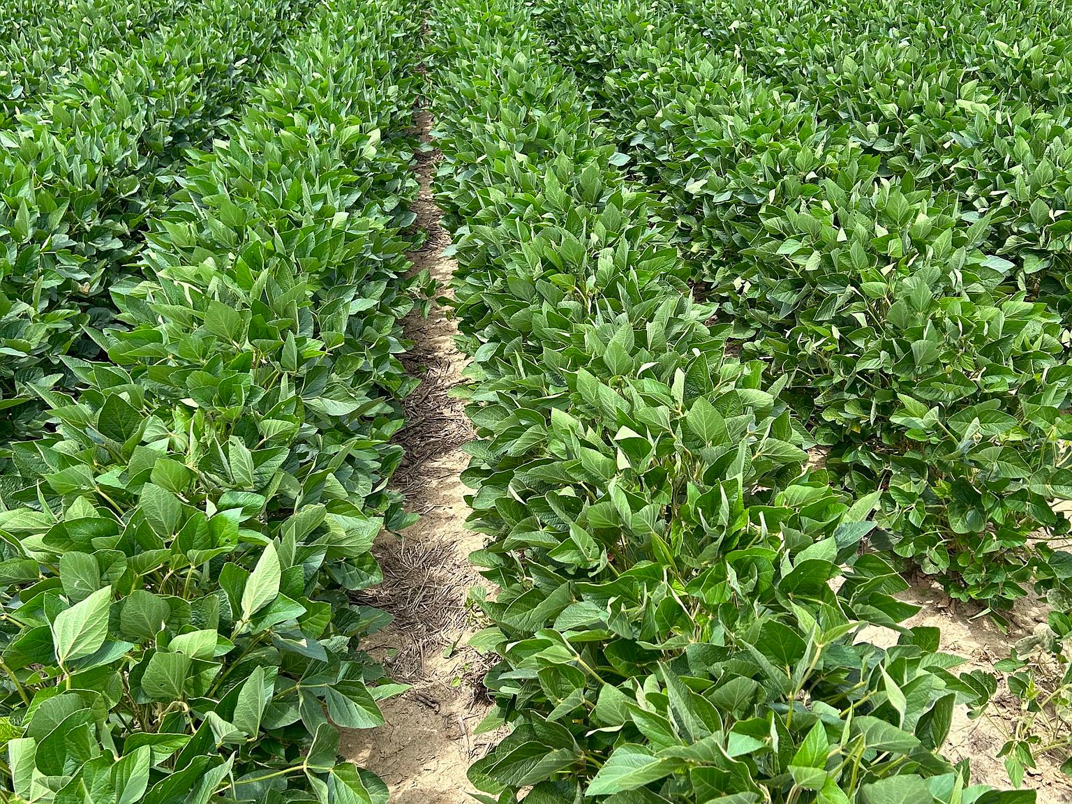 Jefferson Dr, Charleston, MS 38921 MLS 4055746 Zillow