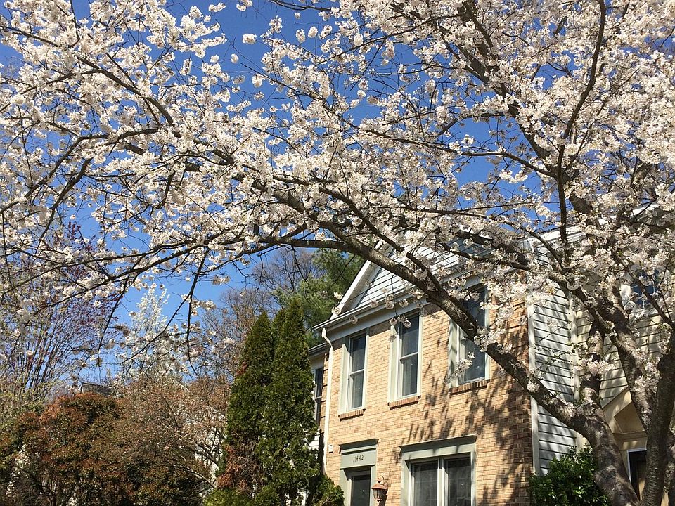 Front with Cherryblossom