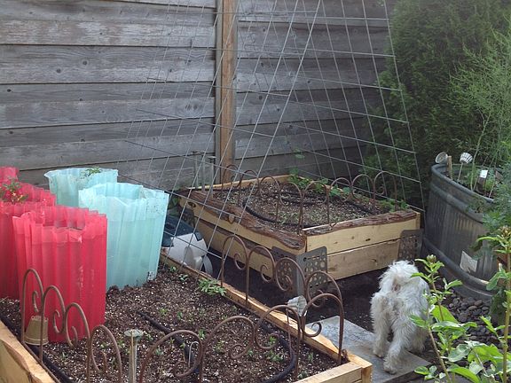 Back yard raised beds
