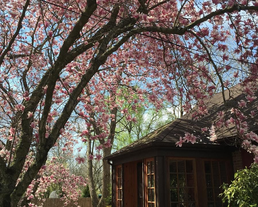 First sign of spring is the magnolia trees blooming