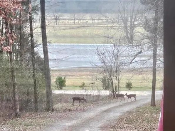 16735 County Road 8, Woodville, AL 35776