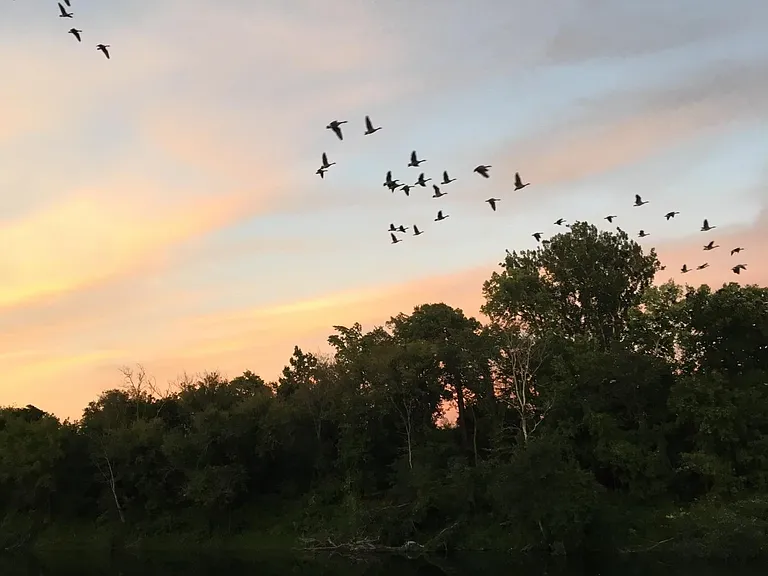 Migration over the Winooski River.