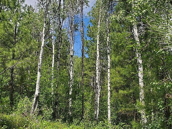 Your own grove of Aspen trees