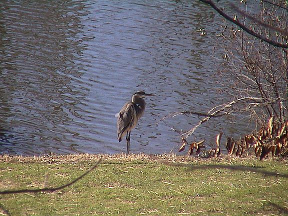 Great Blue Heron on shore