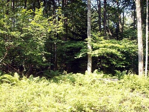2nd image of 1 Hunters Ridge Dr