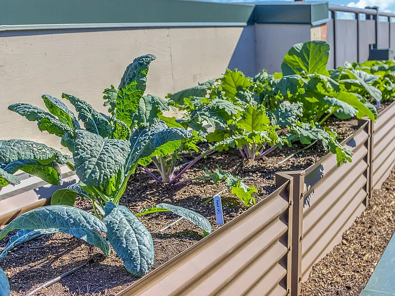 Where neighbors grow together-our rooftop urban garden