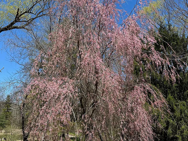 Springtime view of Weeping Cherry tree in the front yard.