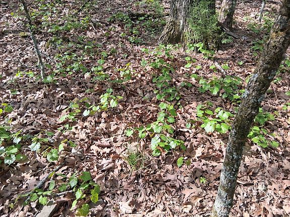 2nd image of 0 SE 180th Rd Tract 1