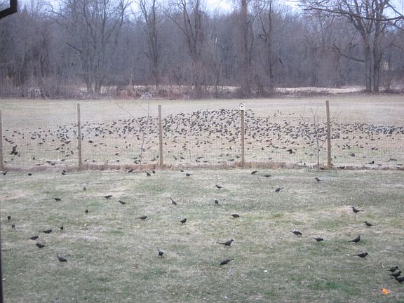 Watch migrating birds...