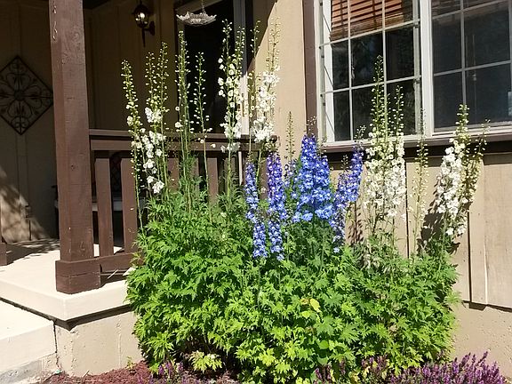 Our Monster Delphiniums