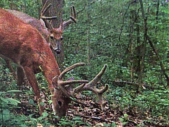 A long tined mature stud of a buck with an up and comer looking on