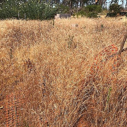 Grass that needs clearing