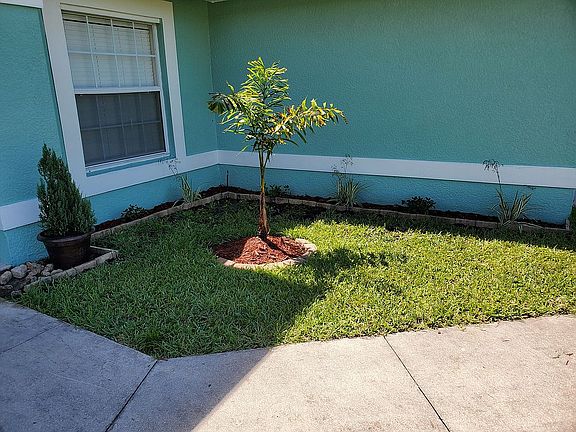 Front Palm Tree