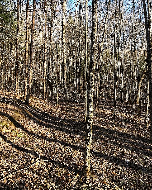 4200 Scott Hwy, Robbins, TN 37852 Zillow