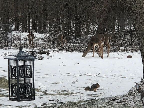 Deer on the property. 