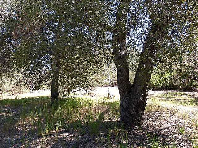 2nd image of 8009 Buckthorn Trl