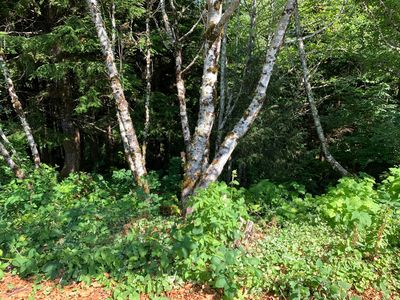 Tl 1800 Ne Shore Pine Ct, Newport, OR, 97365