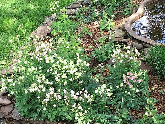 Columbine bloom in Spring