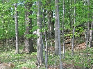 2nd image of 1 Bahret Ave Lot 1