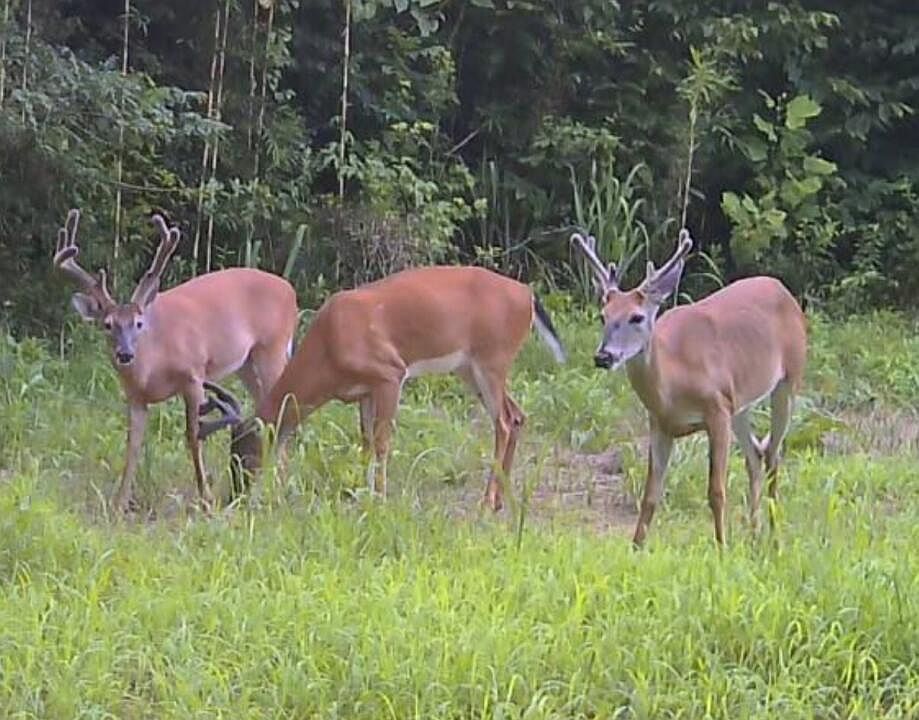1st image of 214 Authur Byrd Rd