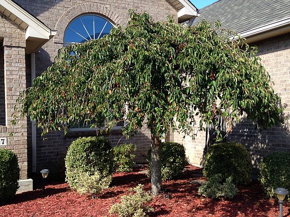 4th image of 10927 Appaloosa Dr