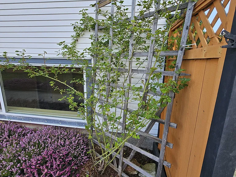 8211 Dogwood St — Photo 14