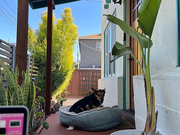 Auggie -- trailblazer for the other dogs